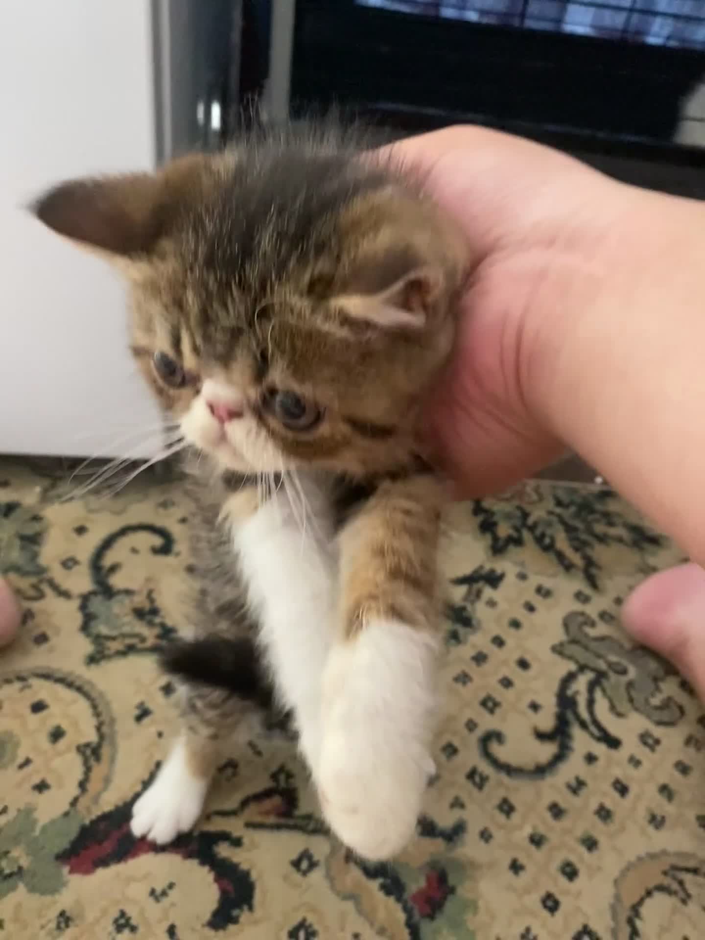 Exotic cats for sale: Lovely Male kitten  - Video 3