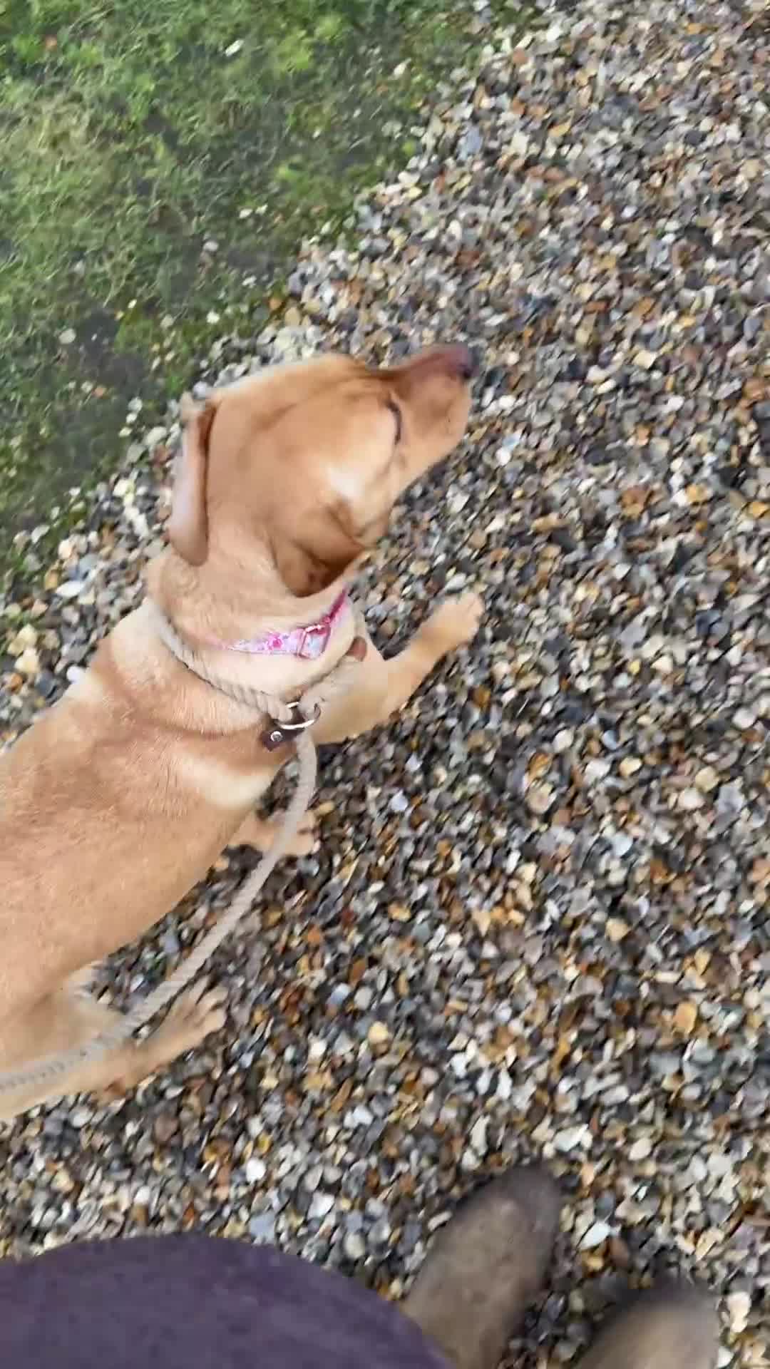 Labrador Retriever dogs for sale: Chunky Labrador Puppies ready for new homes 2wks  in Thetford - Video 2