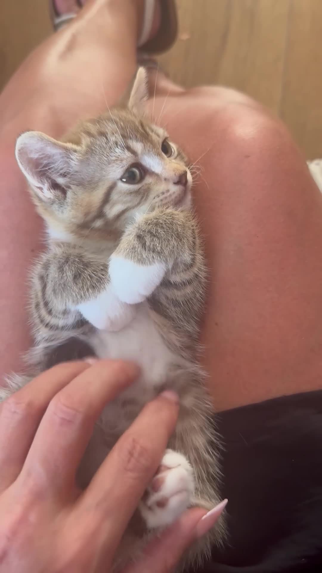 Norwegian Forest Cat cats for sale: Only one boy available now - Video 1