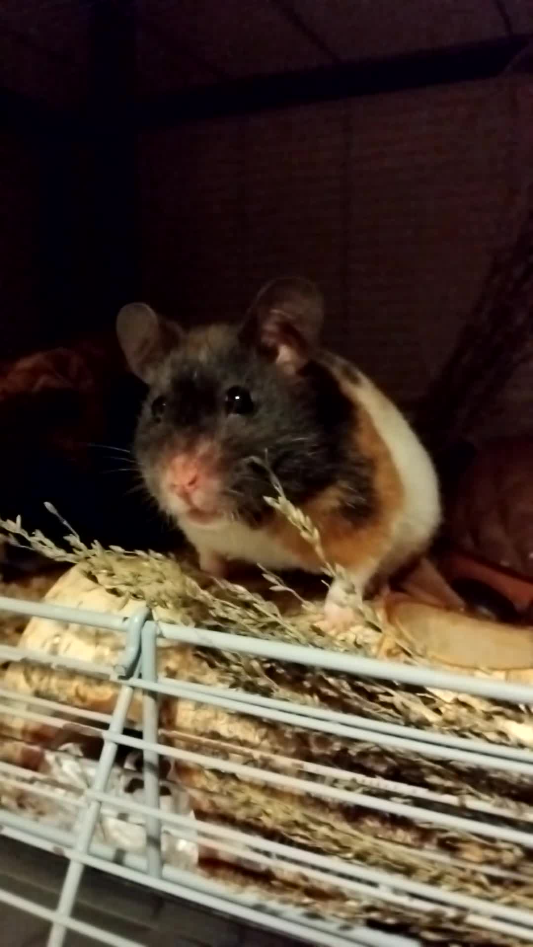 Hamster rodents for sale: 🐹 Female Syrian Hamster available for adoption🐹 - Video 2