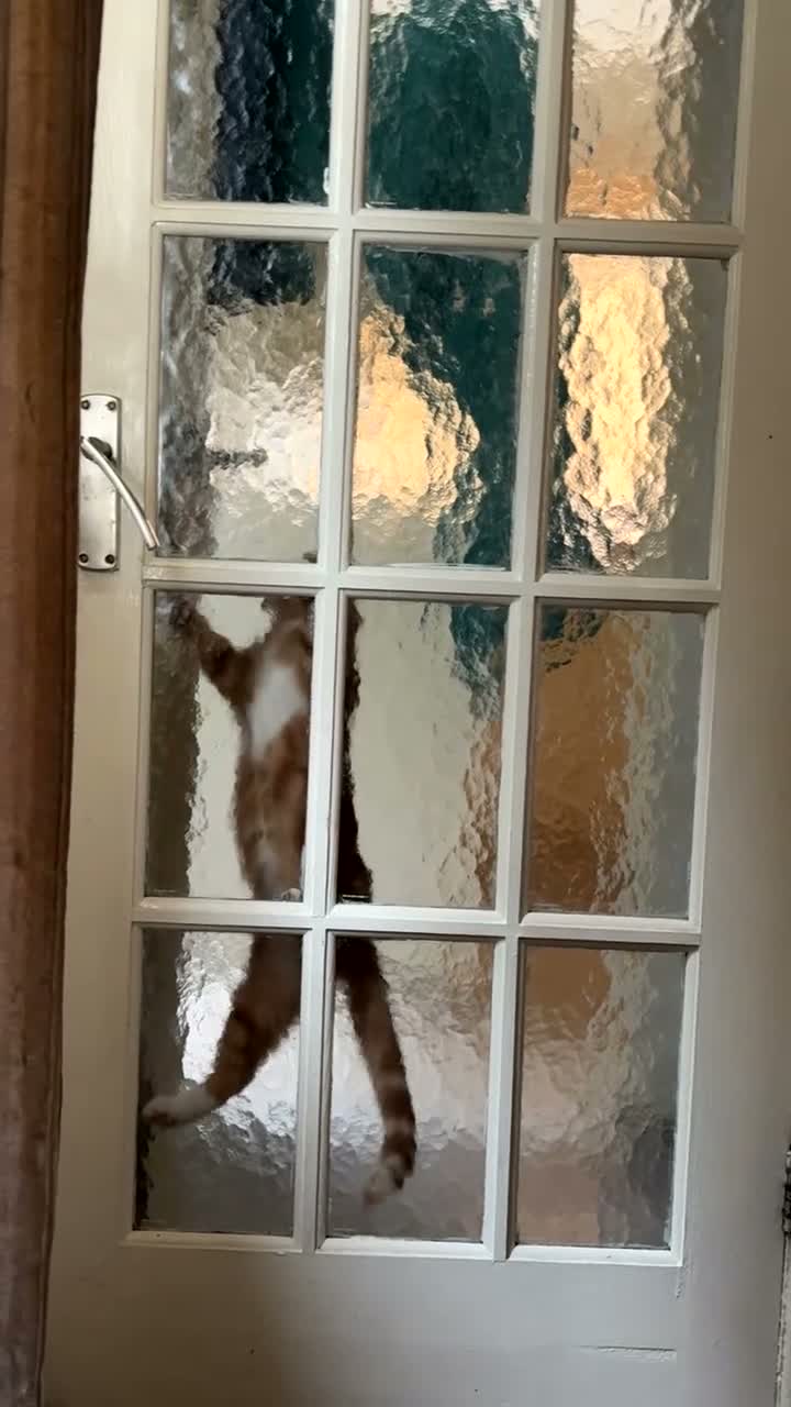 Mixed Breed cats for sale: 5 month old kittens need rehoming - Video 1