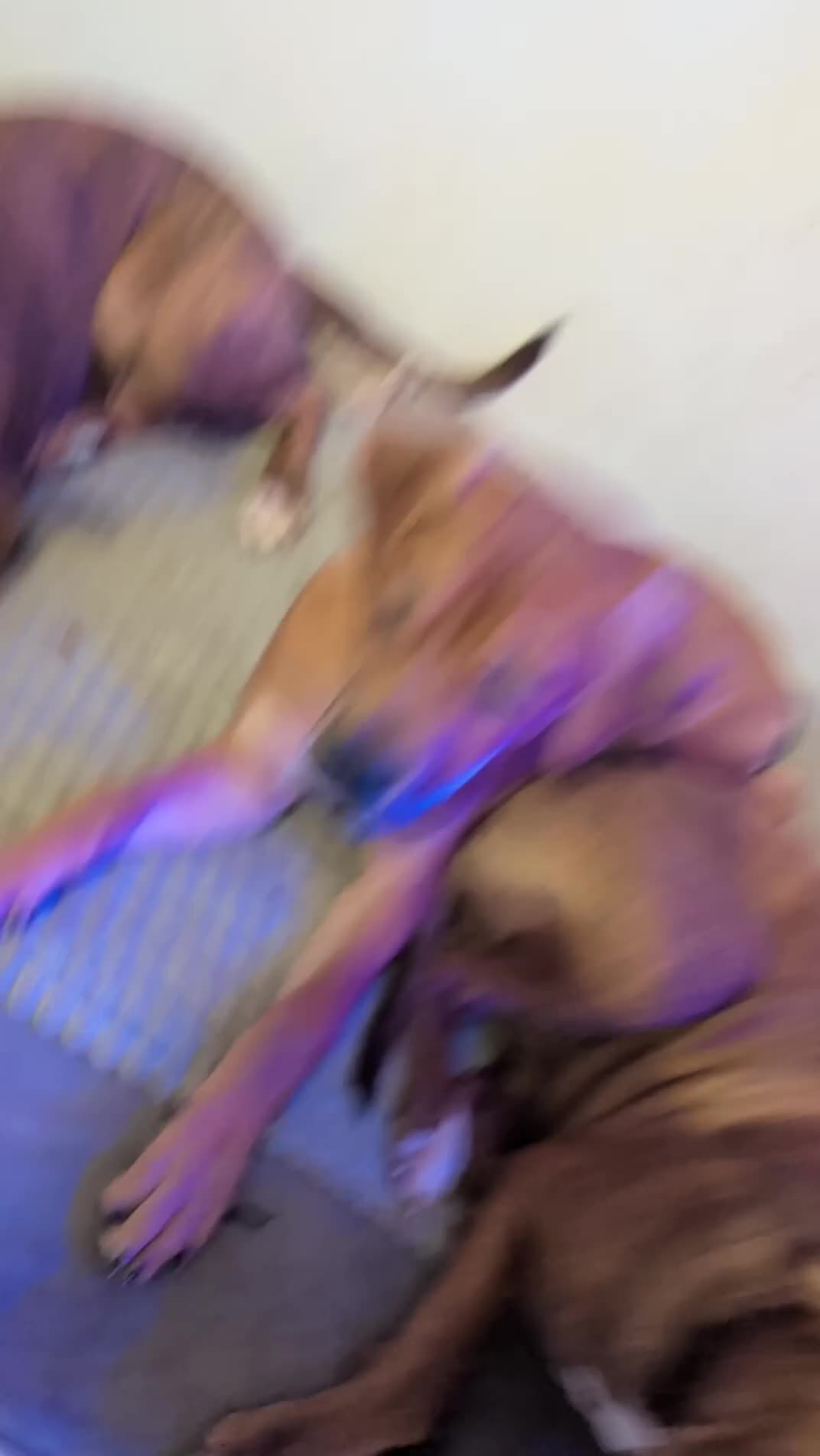 Mixed Breed dogs for sale: Mastiff-Staffy Good Boy needs Loving home in London - Video 2