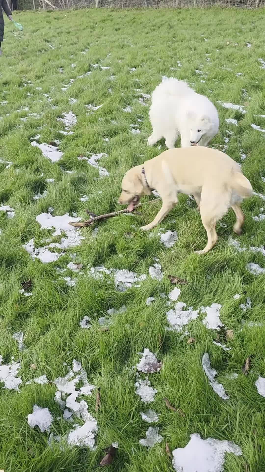 Samoyed dogs for sale: Samoyd  - Video 5