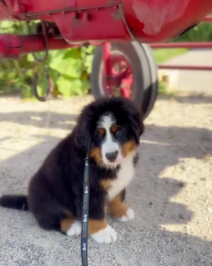 Bernese Mountain Dog dogs for sale: Last puppy in the litter  - Video 1
