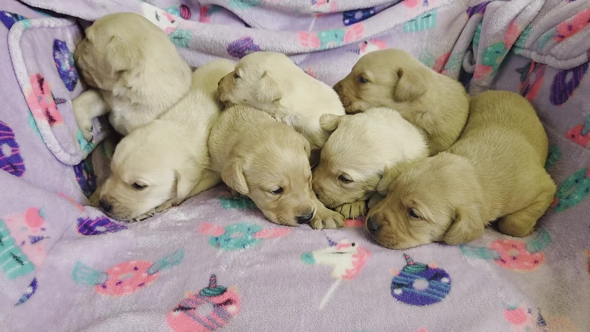 Labrador Retriever dogs for sale: Labrador puppies - Video 1