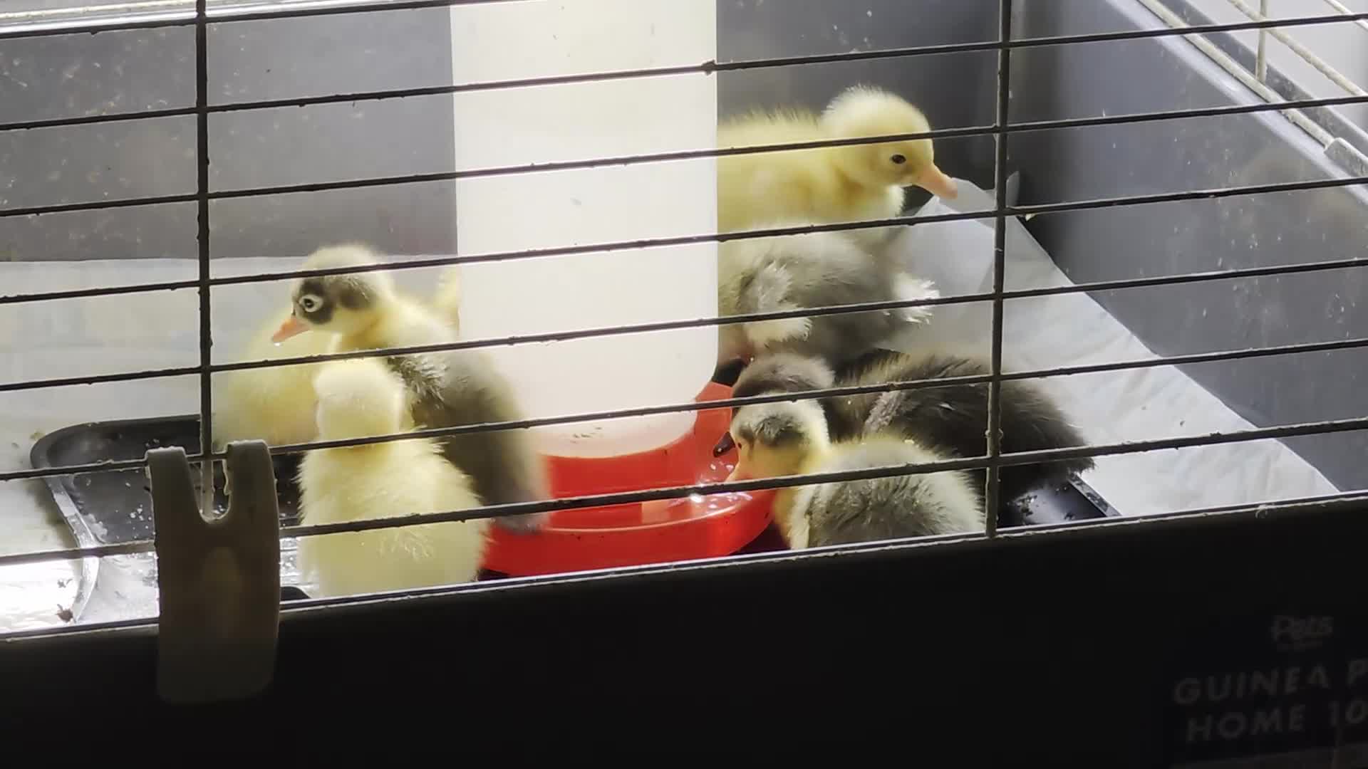Ducks poultry for sale: Indian Runner ducklings - Video 1