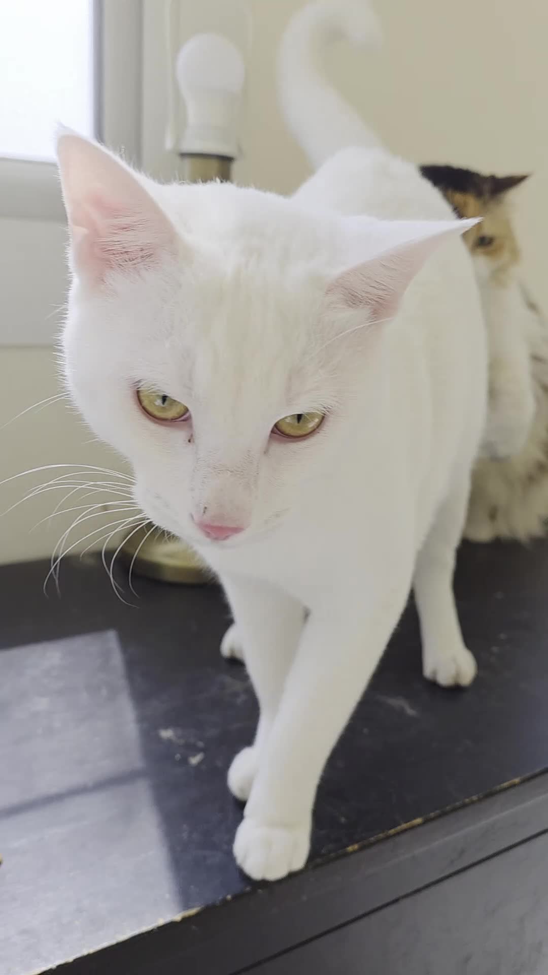 Arabian Mau cats for adoption: Buddy - Video 1