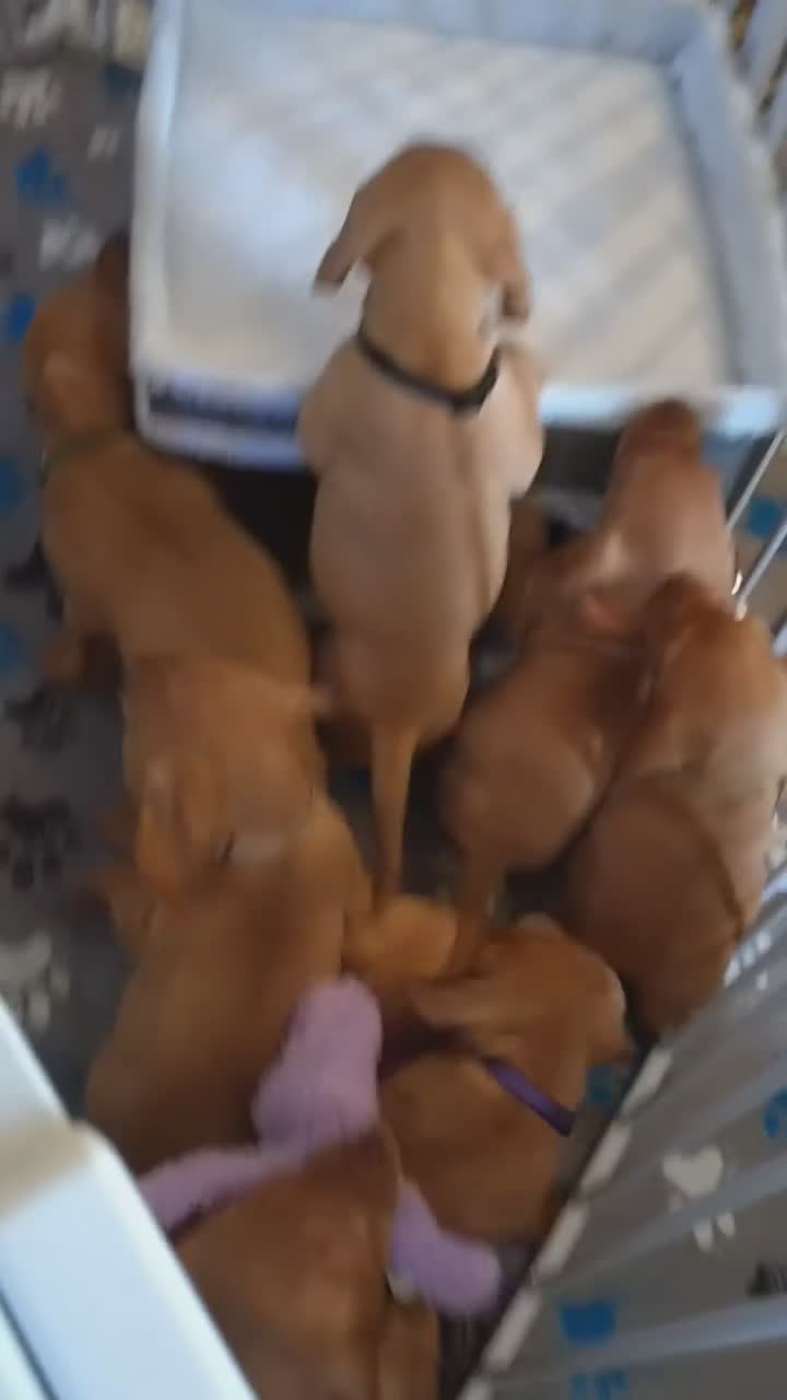 Hungarian Vizsla dogs for sale: KC registered, home-raised litter of vizsla pups in Ellon - Video 1