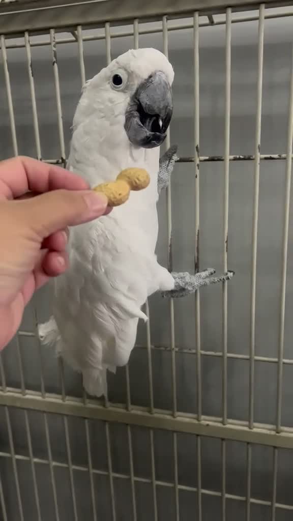 Cockatoo birds for sale: Snowy Cookatoo Parrot  - Video 2
