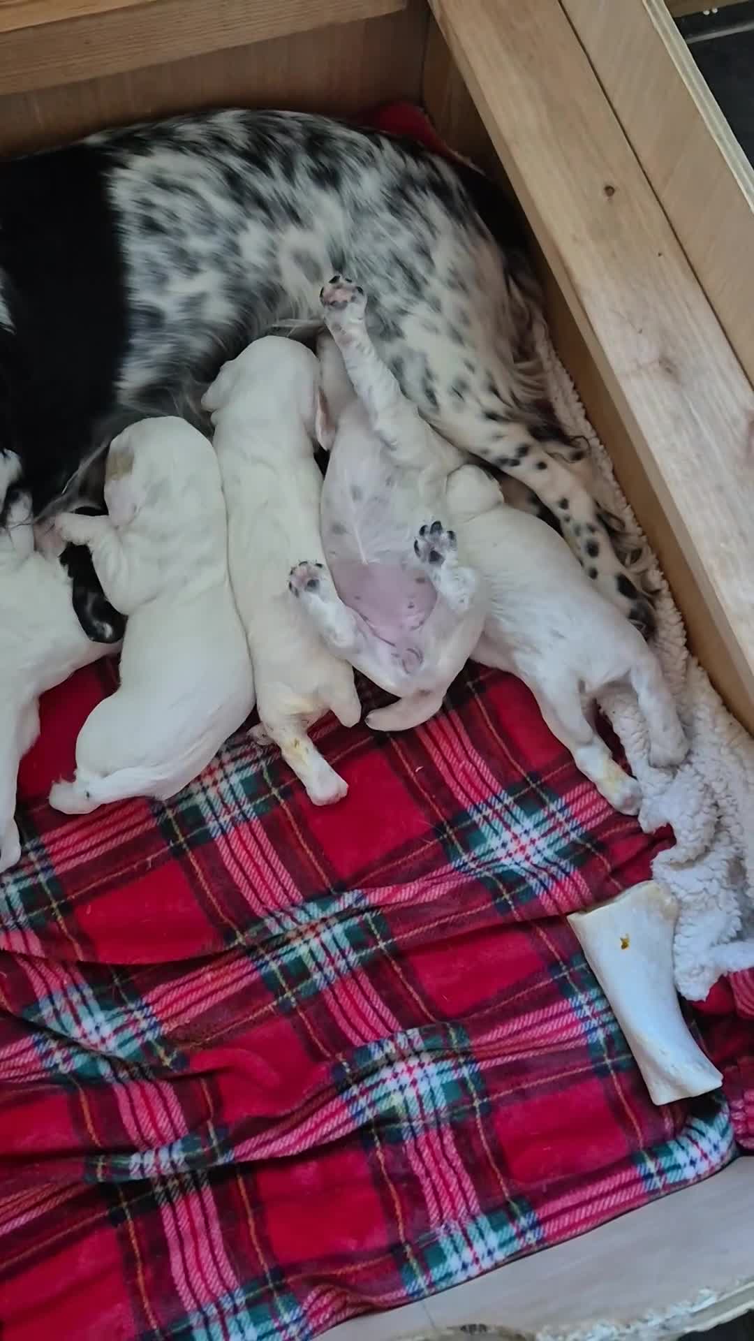 Cocker Spaniel dogs for sale: Cocker spaniel puppies - Video 3