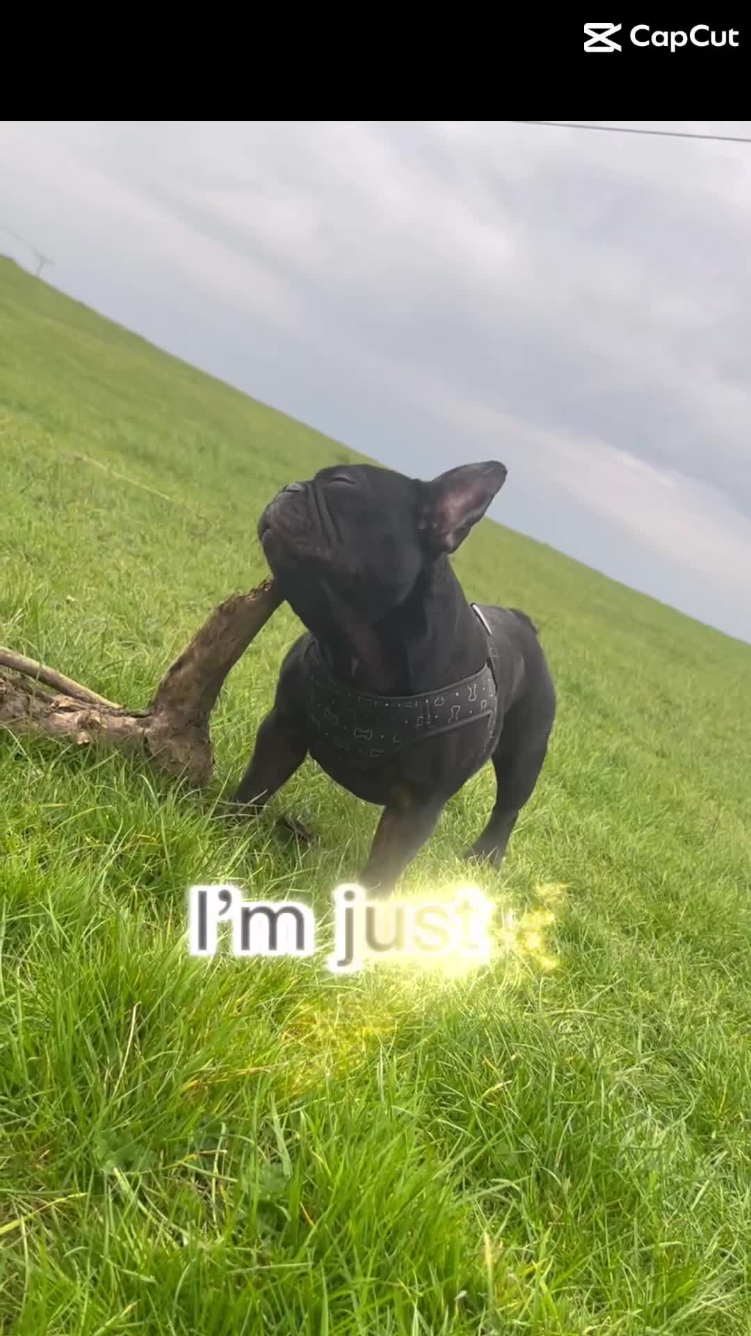 French Bulldog dogs for stud: Beautiful Kali Pack  - Video 1