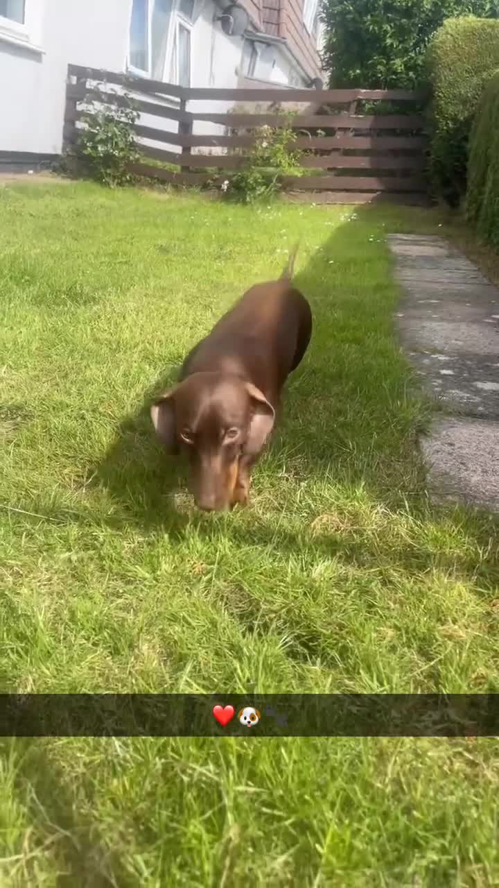 Miniature Dachshund dogs for sale: Male miniature daushund  - Video 2