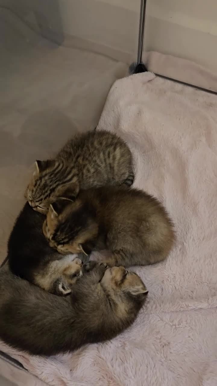 British Shorthair cats for sale: British Shorthair kittens STUNNING 🐈 😺  - Video 2