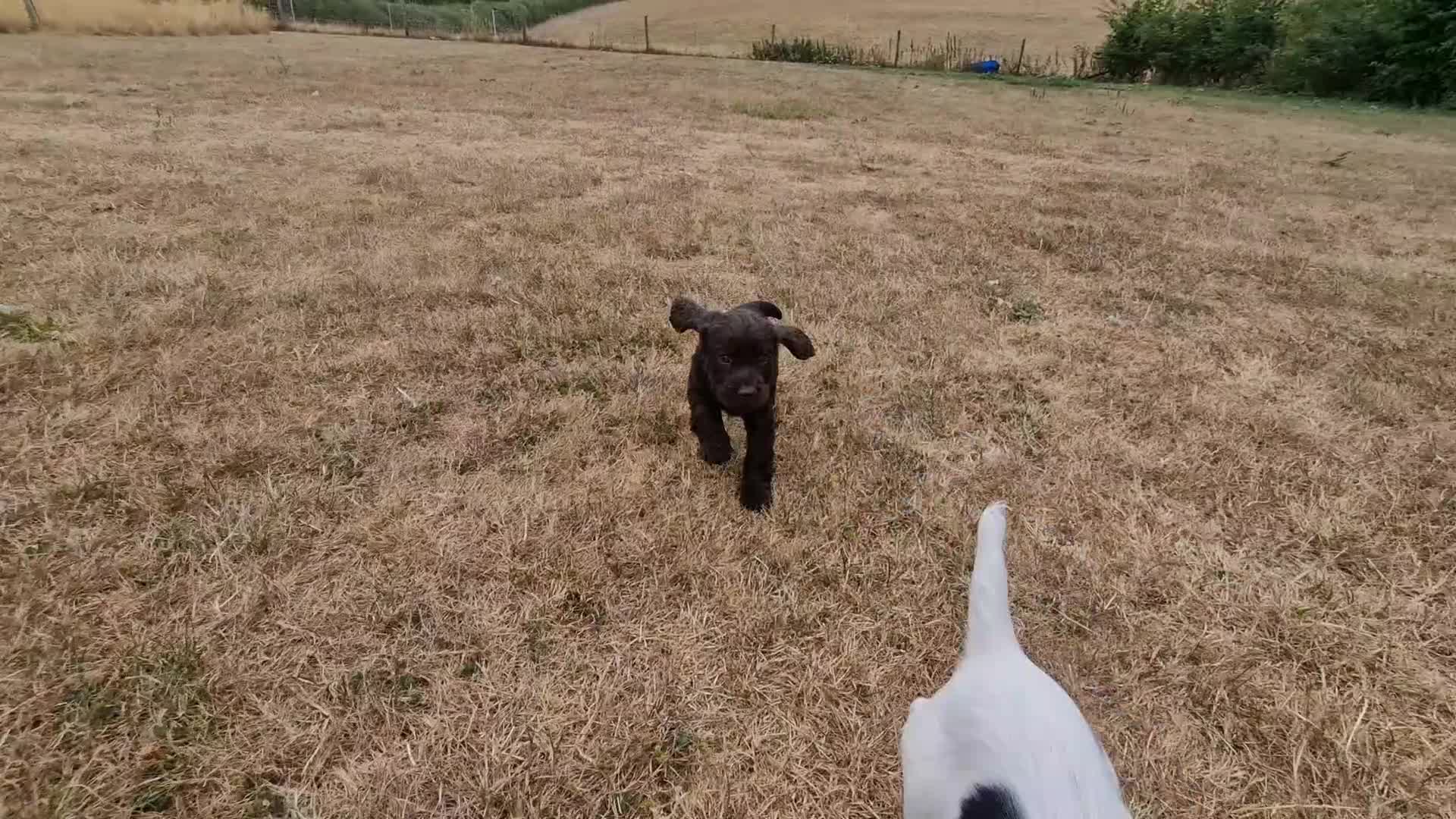 Cocker Spaniel dogs for sale: Working cocker dog in Marlborough - Video 1