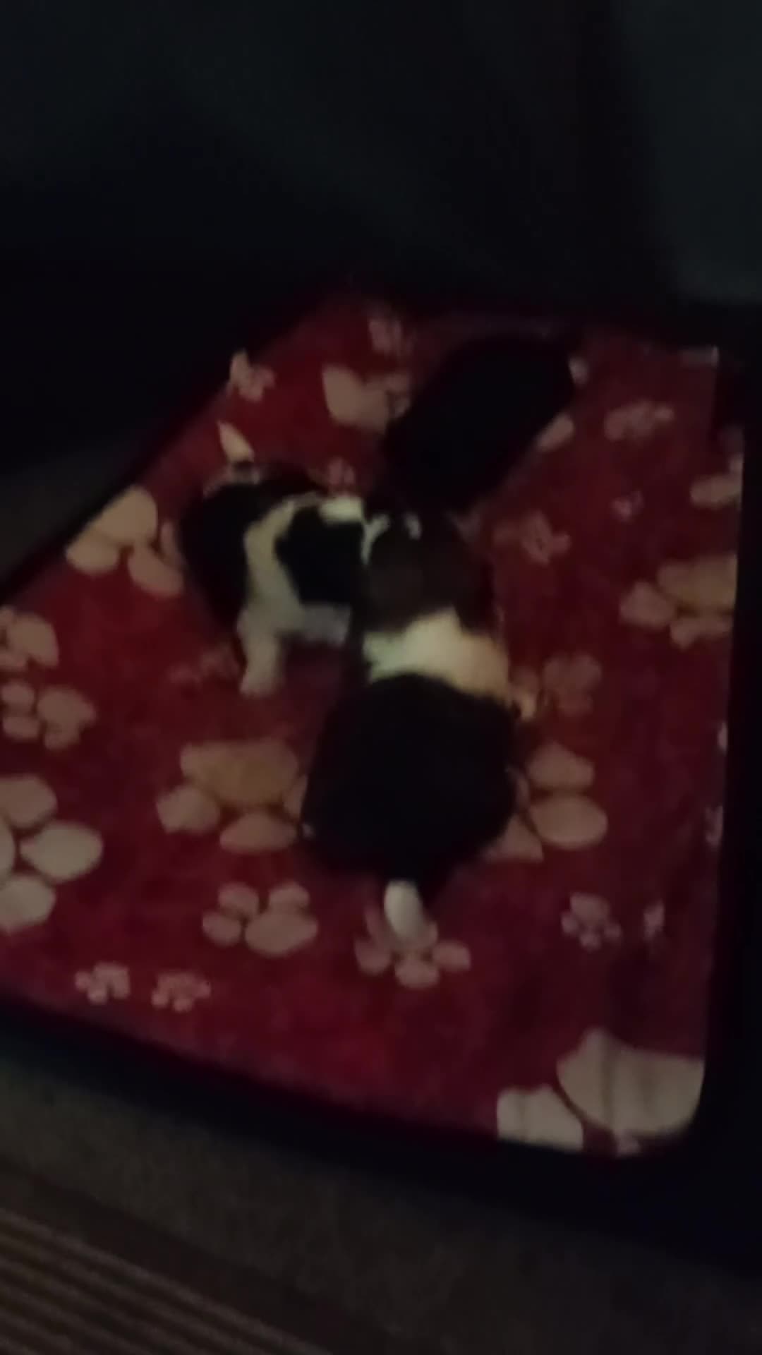 Shih Tzu dogs for sale: Beautiful male full shihzue puppies needing homes - Video 2