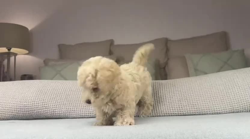 Maltipoo dogs for sale: GORGEOUS MALTIPOOS. BOYS ONLY - Video 3