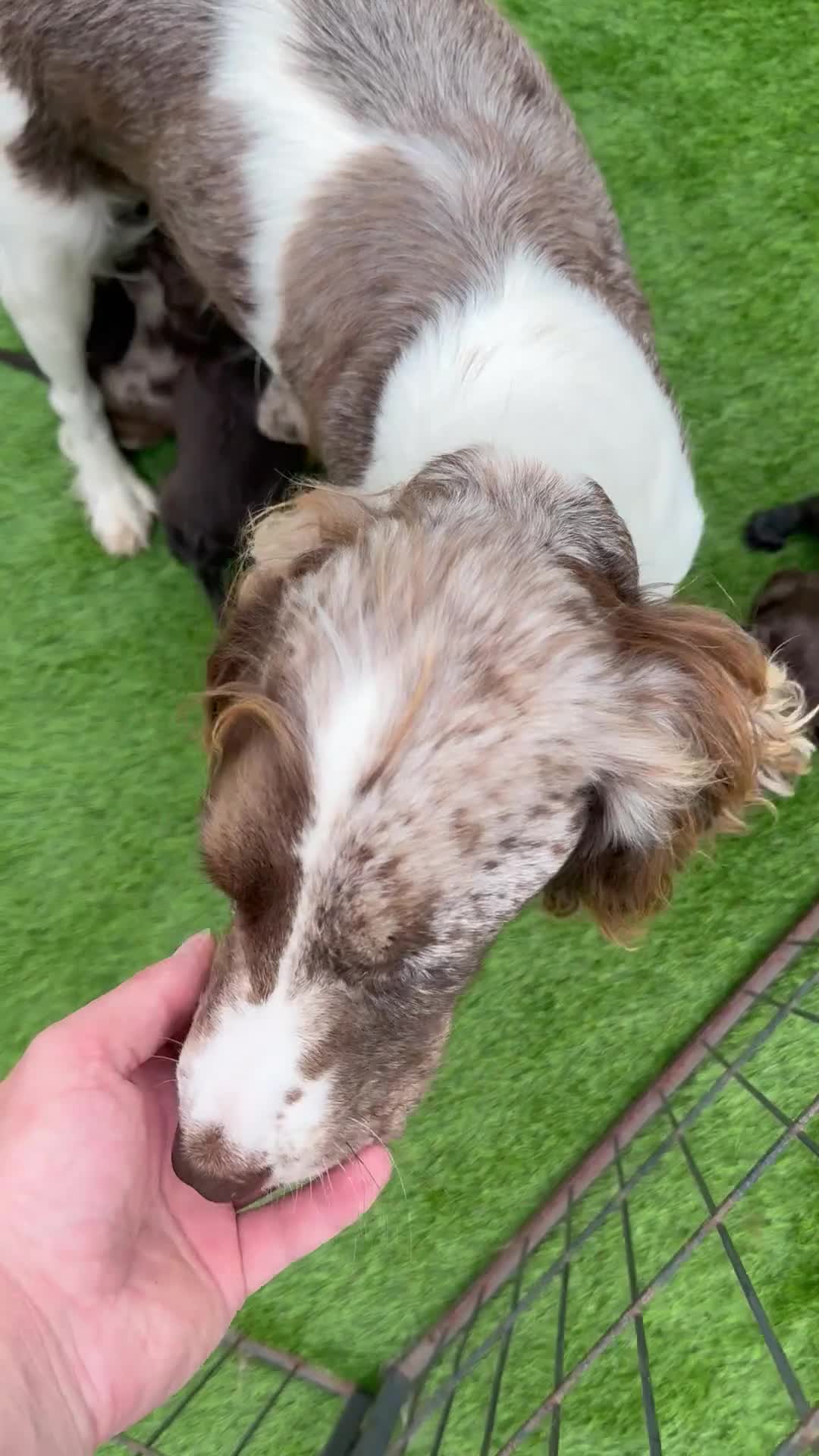 Cocker Spaniel dogs for sale: English cocker spaniel puppies - Video 2