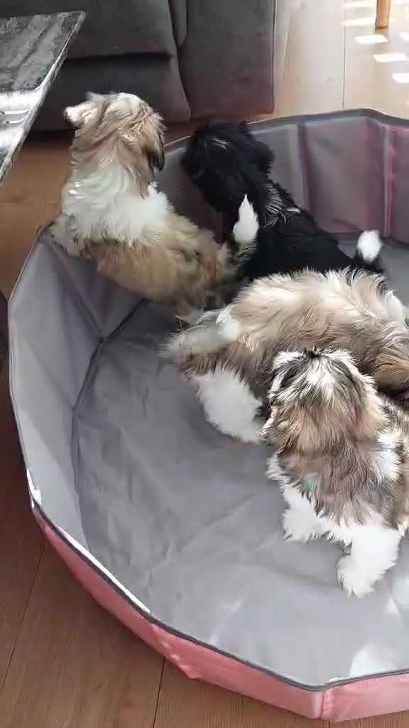 Shih Tzu dogs for sale: 🩷 Beautiful Shitzu Puppies 🩷 - Video 3