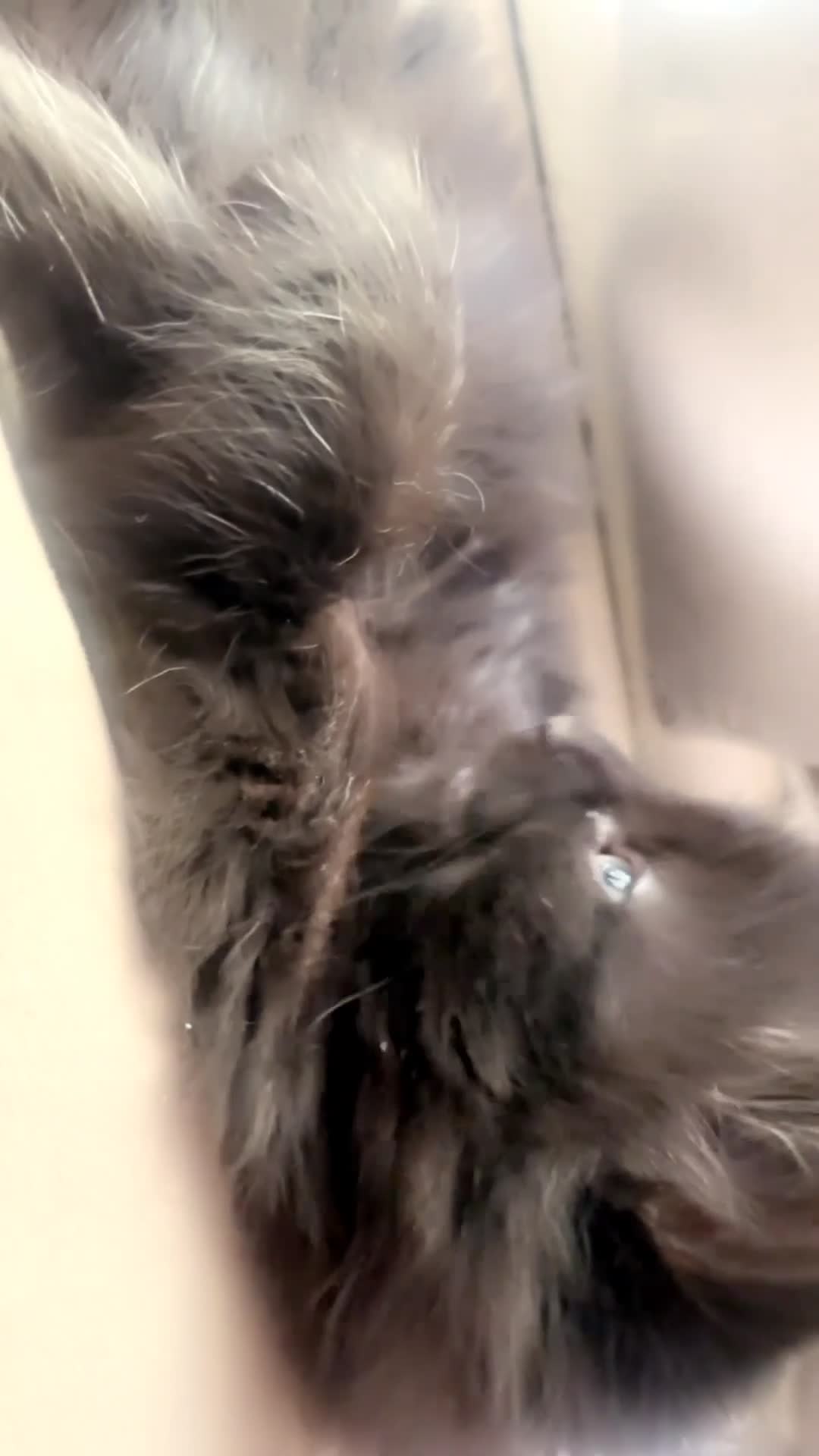 Mixed Breed cats for sale: Ragdoll cross female  - Video 1