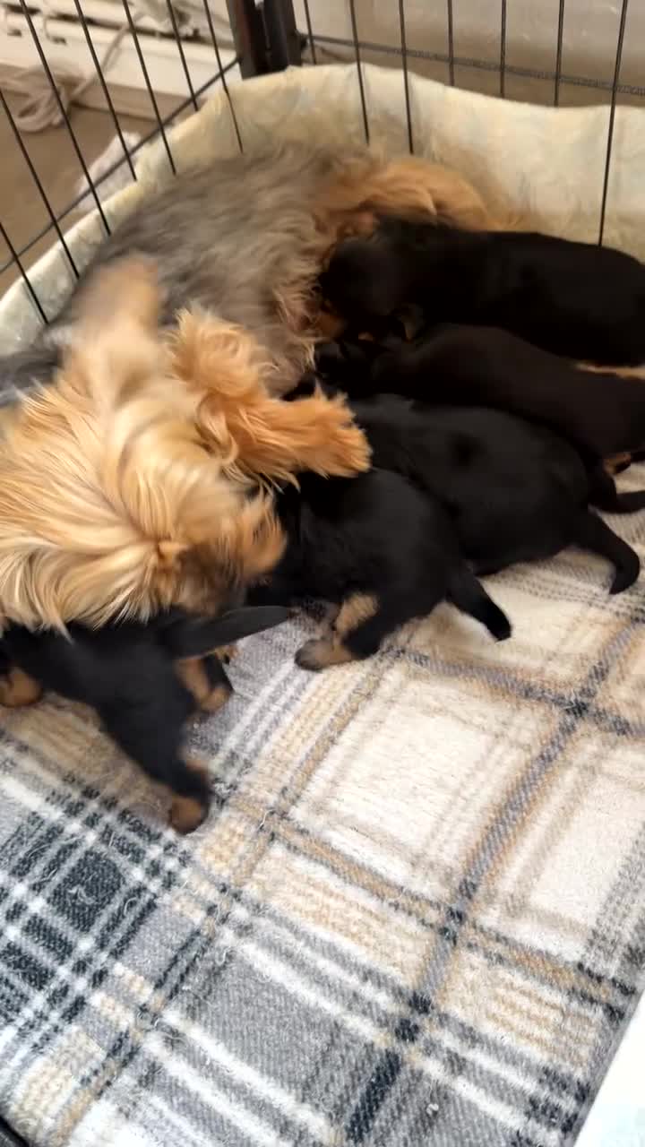 Yorkshire Terrier dogs for sale: 5 beautiful Yorkshire terrier pups  in Oswestry - Video 1