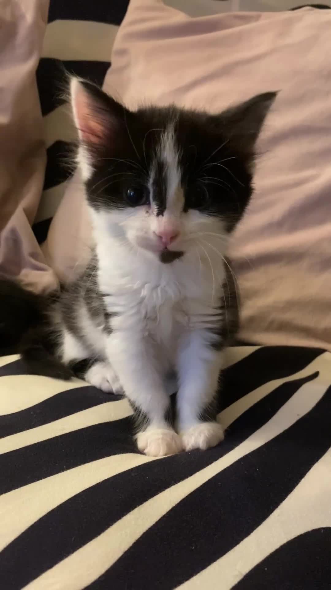 Mixed Breed cats for sale: Fluffy black and white girl - Video 3