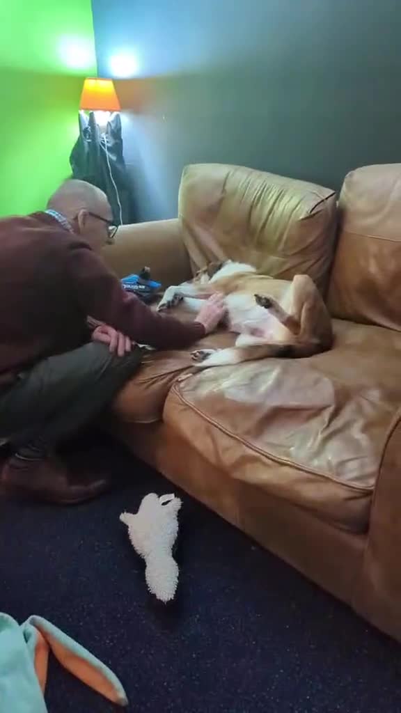 Mixed Breed dogs for sale: A loving boy looking for a home in Kingsbridge - Video 1