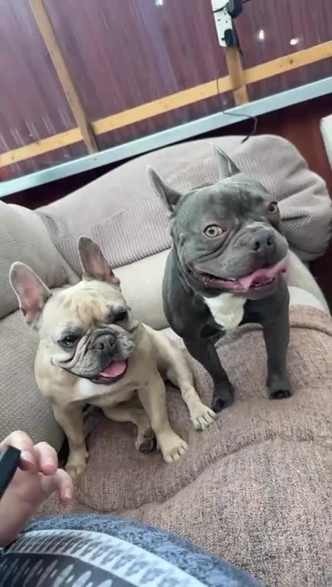 French Bulldog dogs for sale: Franch Bulldog - Video 1