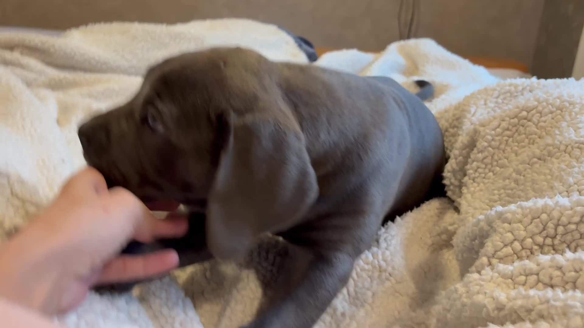 Boerboel dogs for sale: EXCEPTIONAL NABBR REGISTERED PUPPIES!  - Video 4