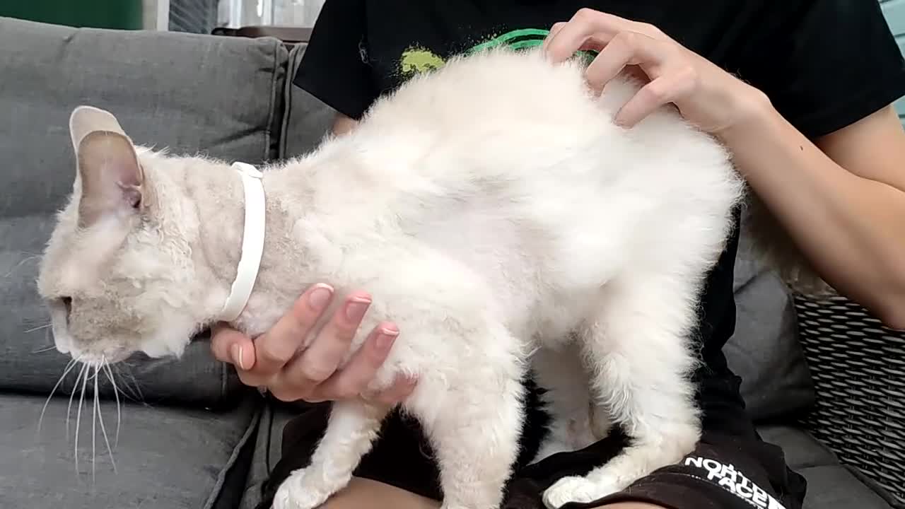 LaPerm cats for sale: Gentle Adult LaPerm male - Video 1