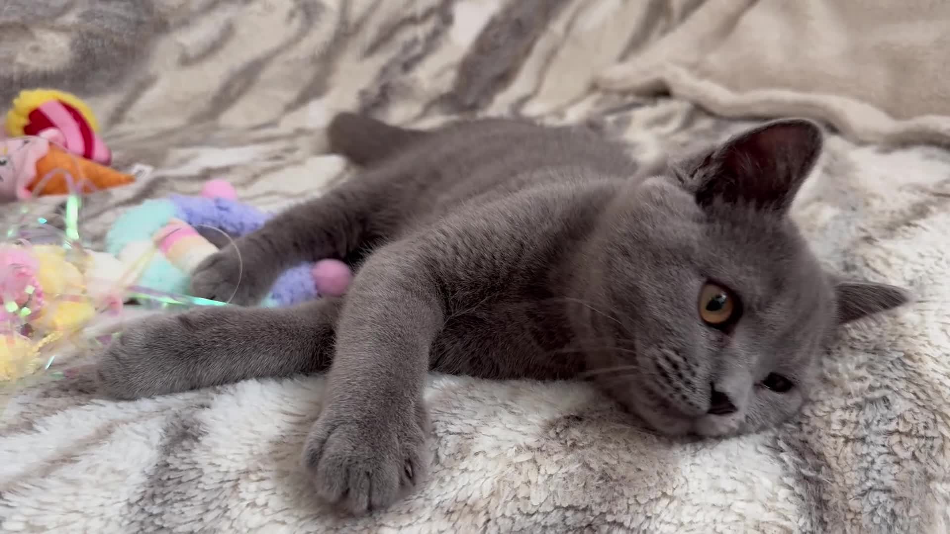 British Shorthair cats for sale: Registered gorgeous bsh boy. - Video 1