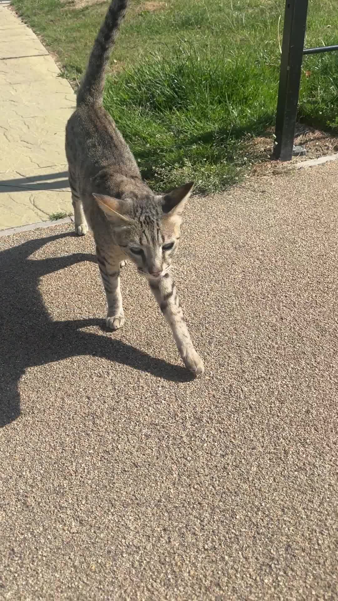 Savannah cats for sale: Savannah Cat looking for a new home  - Video 1