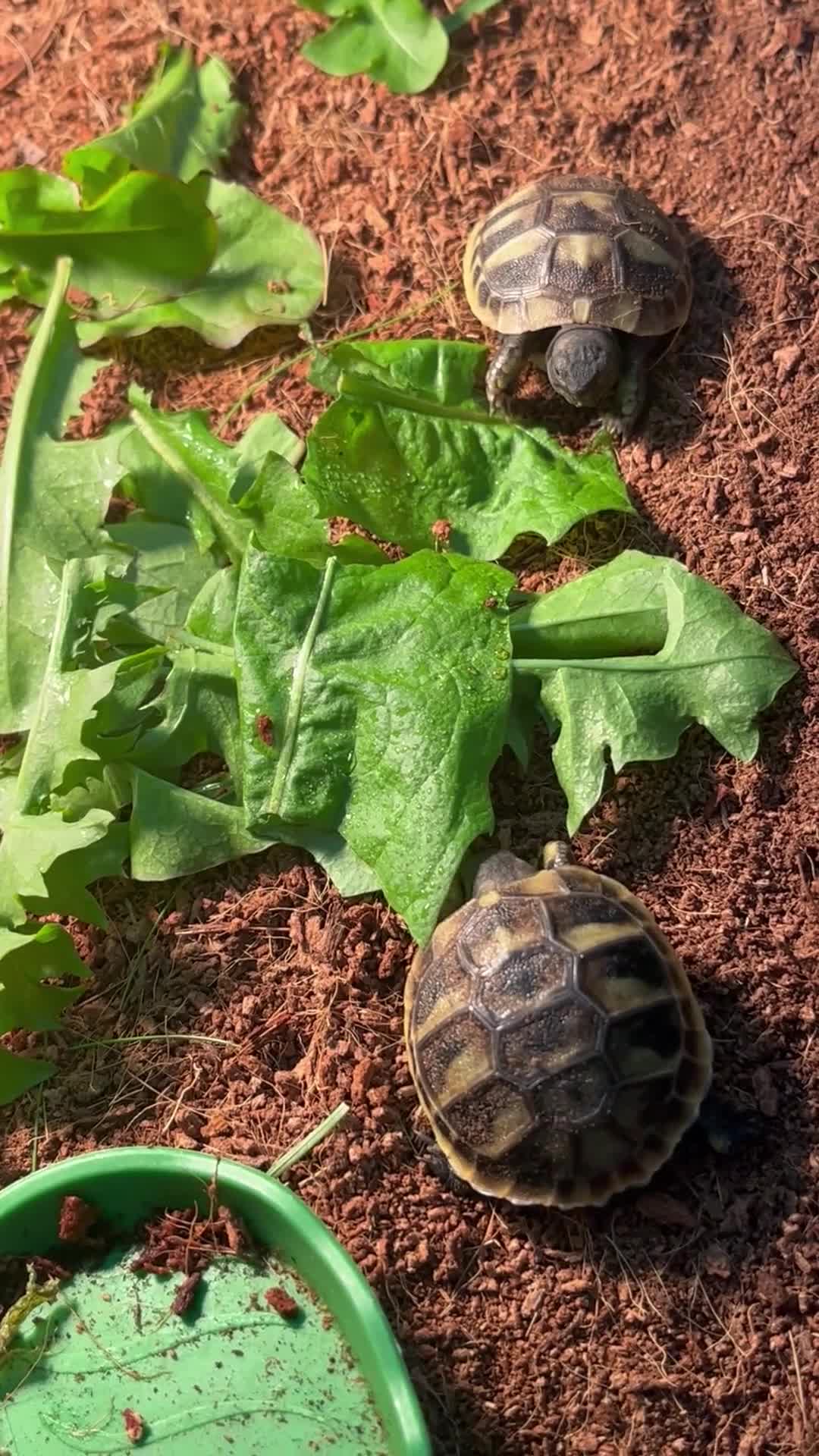 Tortoise reptiles for sale: Baby Herman Tortoise for sale - Video 1