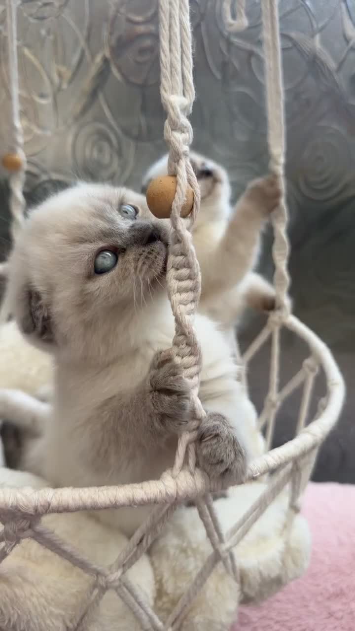 Mixed Breed cats for sale: Mix breed  in Bradford - Video 3