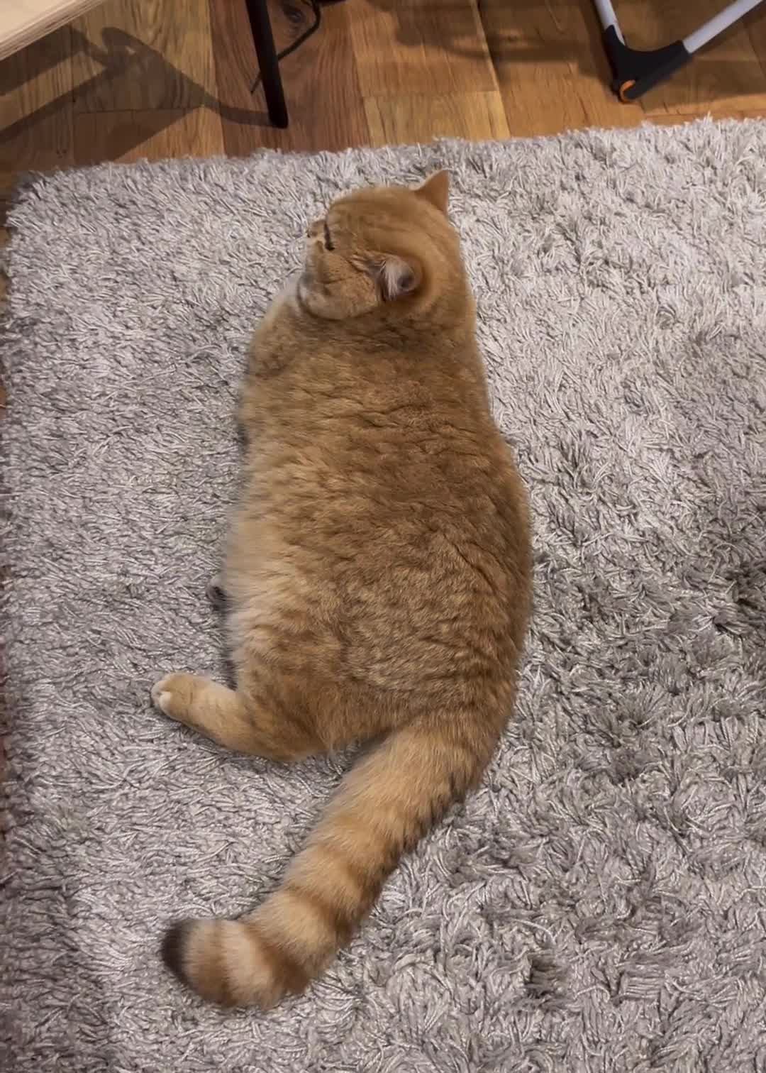 British Shorthair cats for sale: For breeders - 2 Y.O Proven TICA Active BSH STUD - Video 1