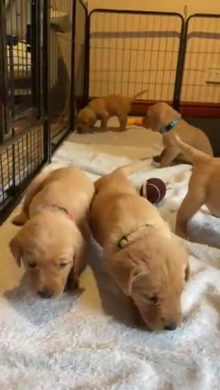 Labrador Retriever dogs for sale: Beautiful Fox Red Labrador puppies for sale - Video 1
