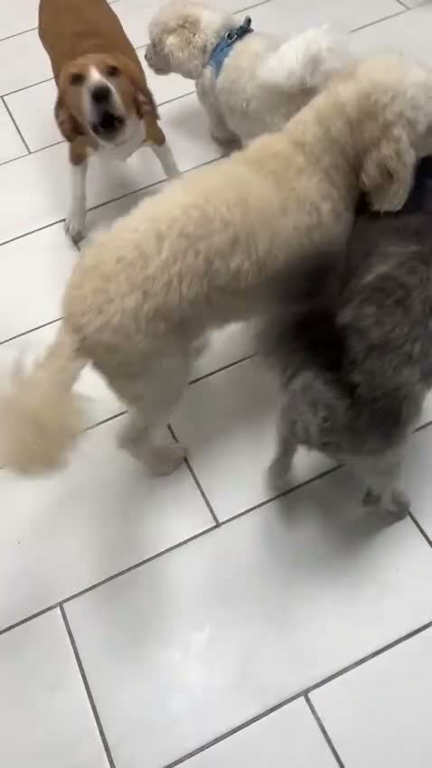 Mixed Breed dogs for adoption: ***FERN RESCUE*5 YO TERRIER FOR ADOPTION*** in Glasgow - Video 1