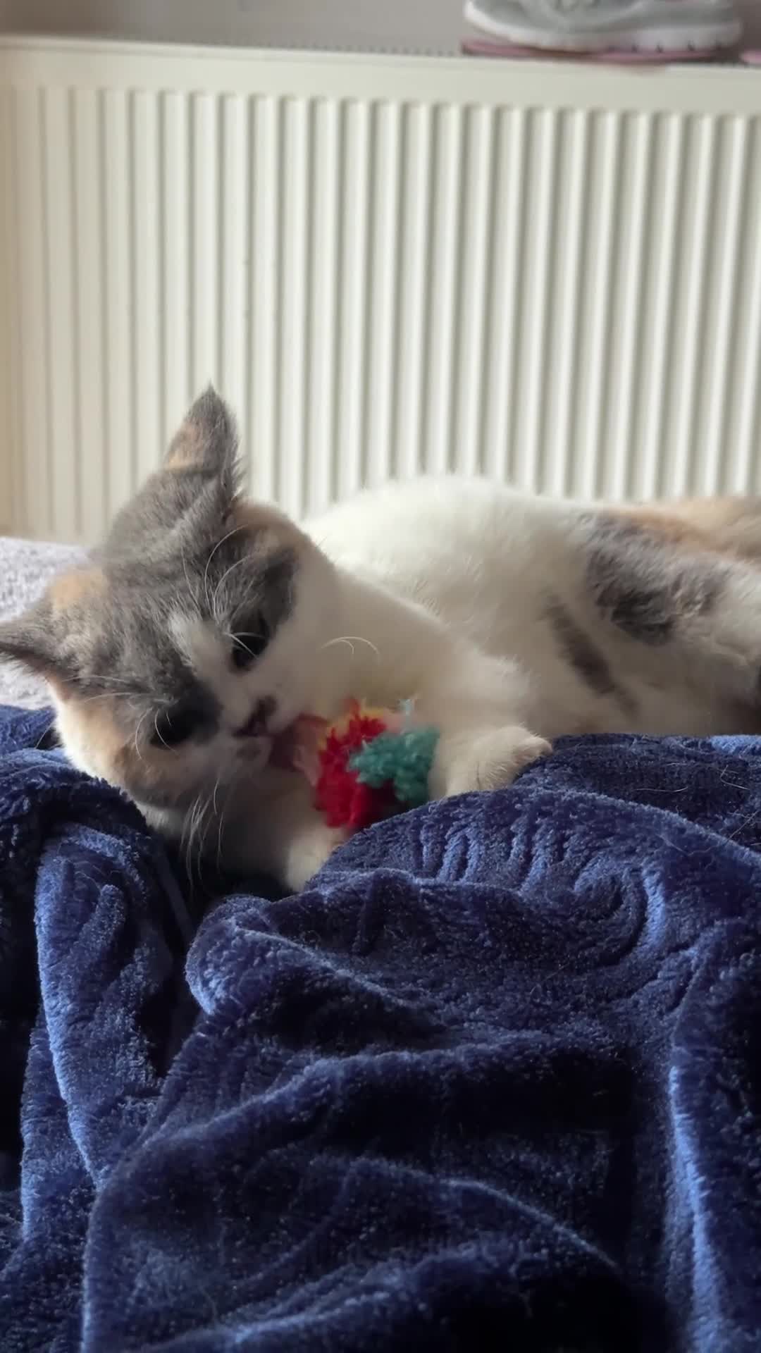 British Shorthair cats for sale: Beautiful Girl for rehoming  - Video 3