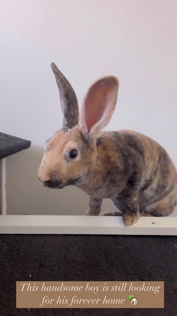 Rex rabbits for sale: Last Rex baby Bunny’s looking for loving homes  - Video 1