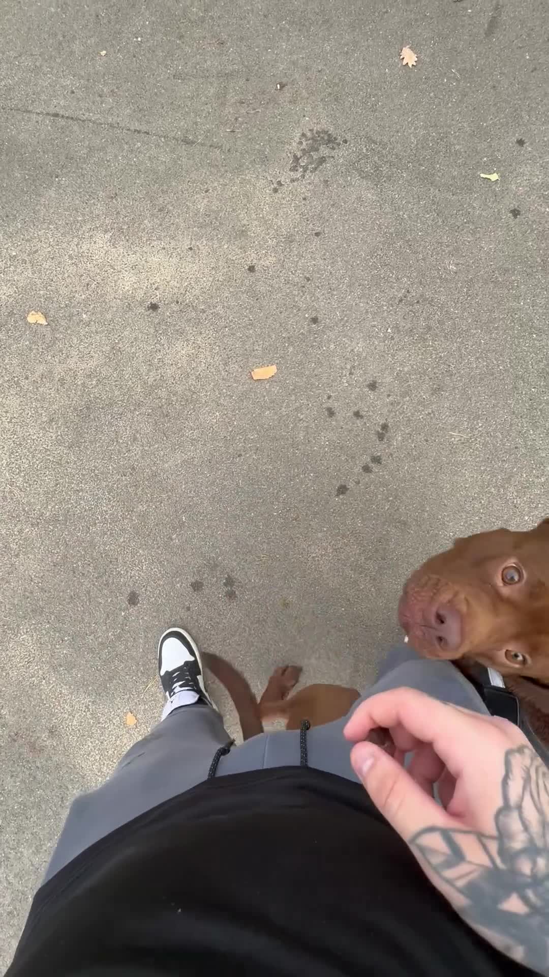 Mixed Breed dogs for sale: rambo - Video 1