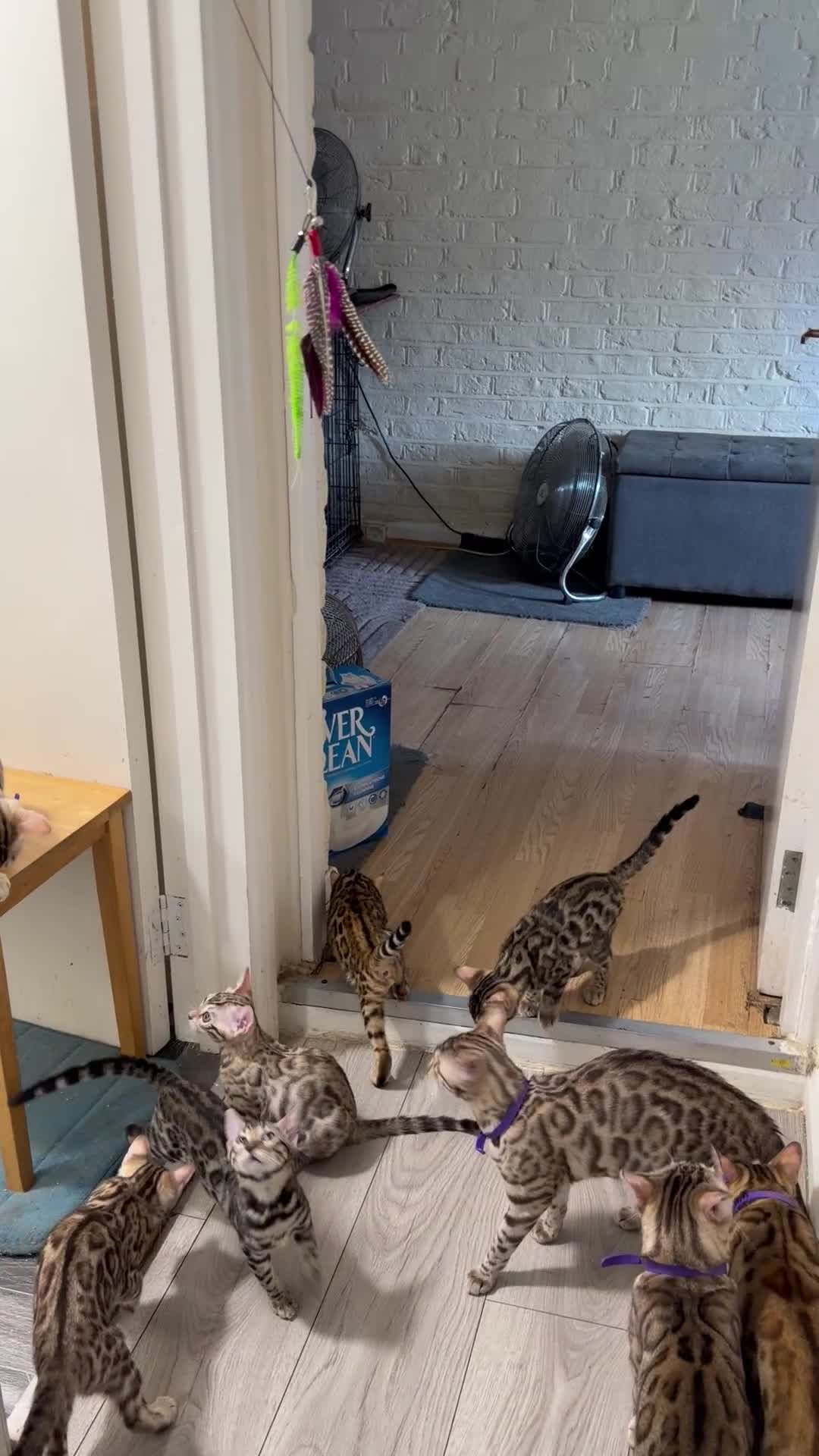 Bengal cats for sale: TICA, GCCF Champion Bloodline Bengal Kittens in London - Video 3