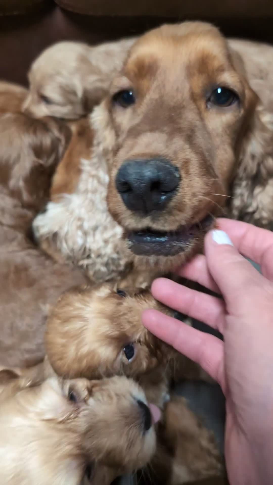 Cockapoo dogs for sale: Quality F1 Cockapoo puppies  in Ammanford - Video 1