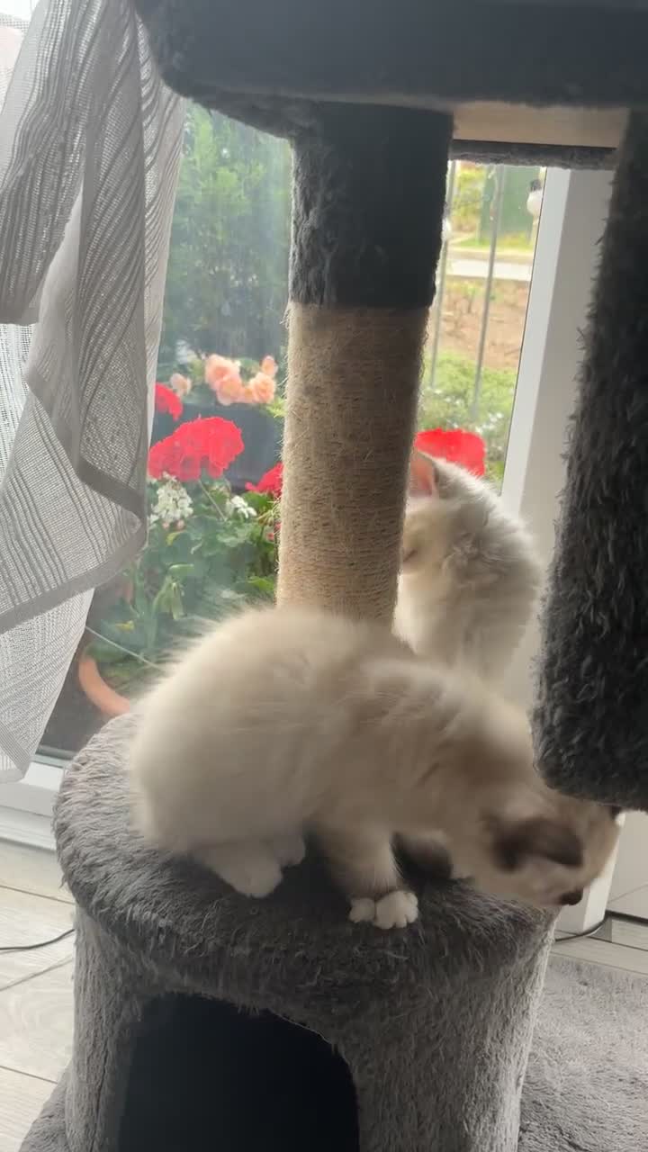 Ragdoll cats for sale: READY TO LEAVE fluffy Lynx and blue point Ragdoll - Video 4
