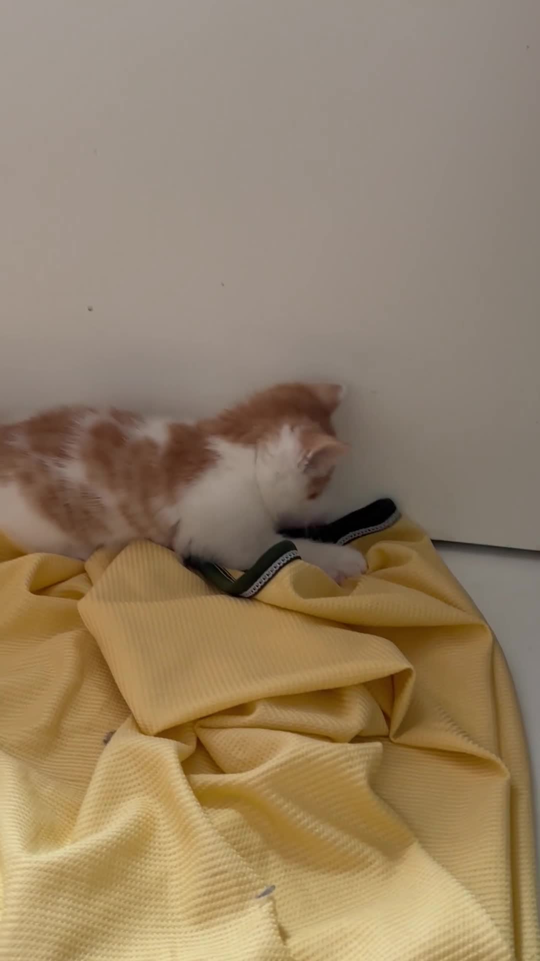 Mixed Breed cats for sale: Kitten stunning very affectionate mainecoon x 🐈 - Video 3