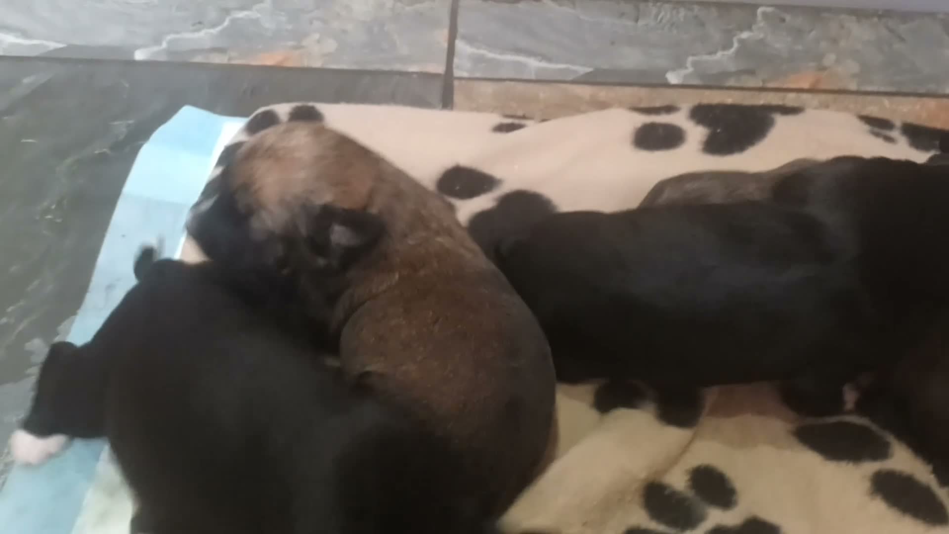 Mixed Breed dogs for sale: Bedlington/whippet  in Hartlepool - Video 2
