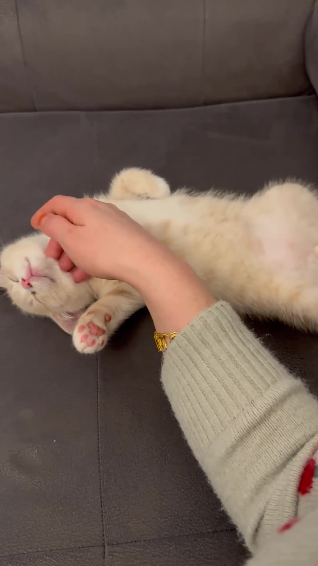 Mixed Breed cats for sale: British sorthair and Maine coon mixed bread  - Video 1