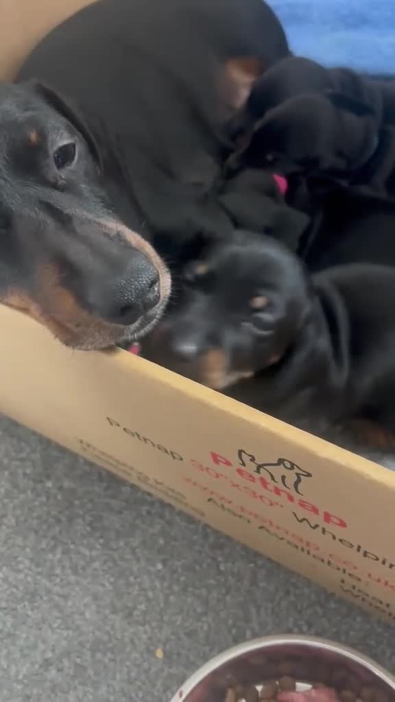Miniature Dachshund dogs for sale: Black and tan miniature dachshund puppies   - Video 1