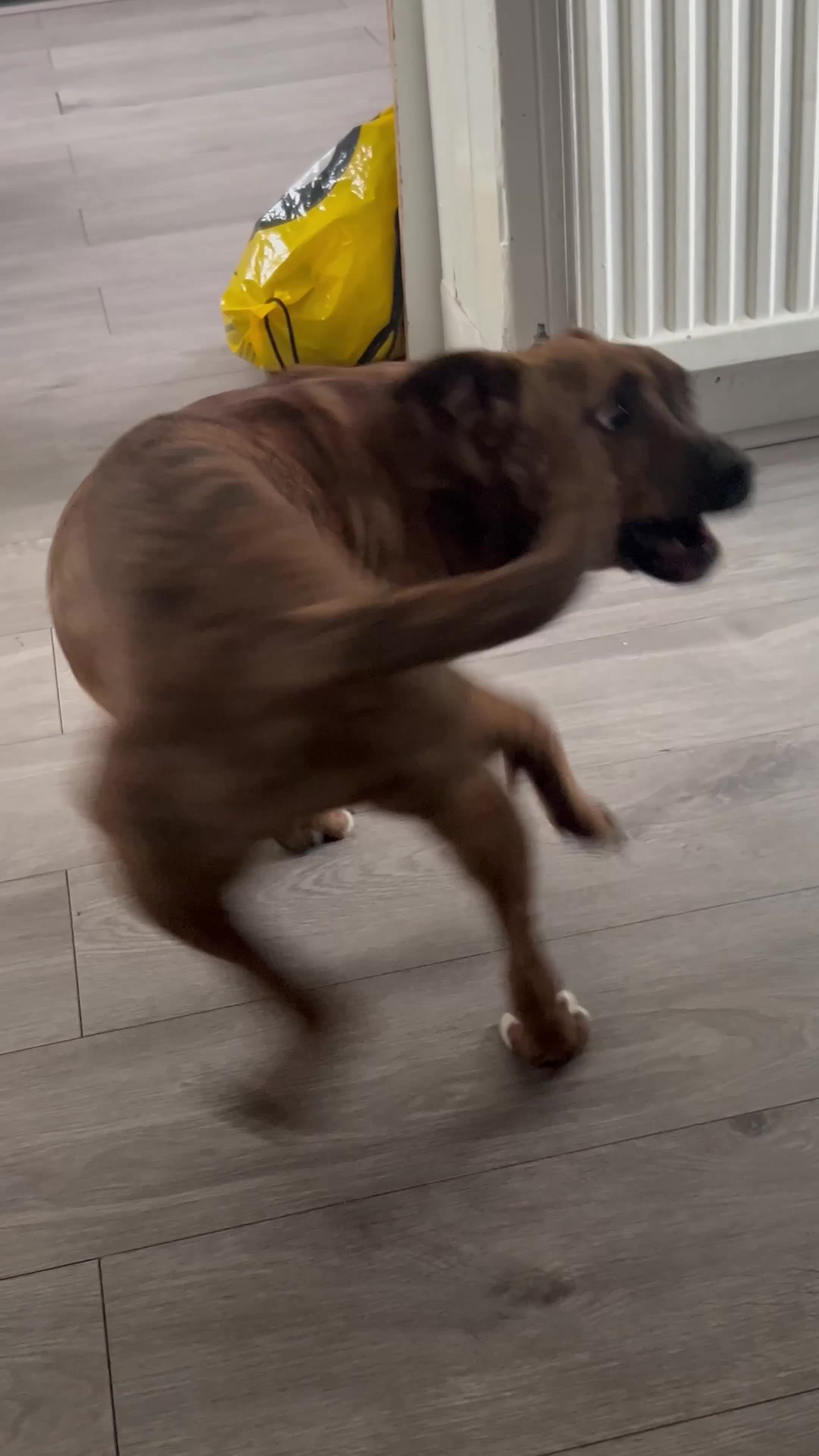 Staffordshire Bull Terrier dogs for sale: Urgent loving home needed for Hazel the staffy  - Video 1