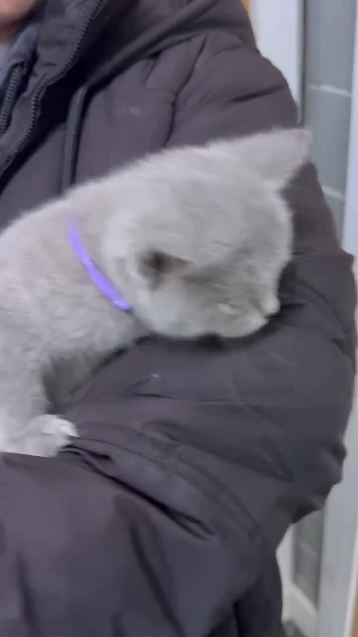 British Shorthair cats for sale: Stunning BSH male and female kittens.. READY NOW!  - Video 2