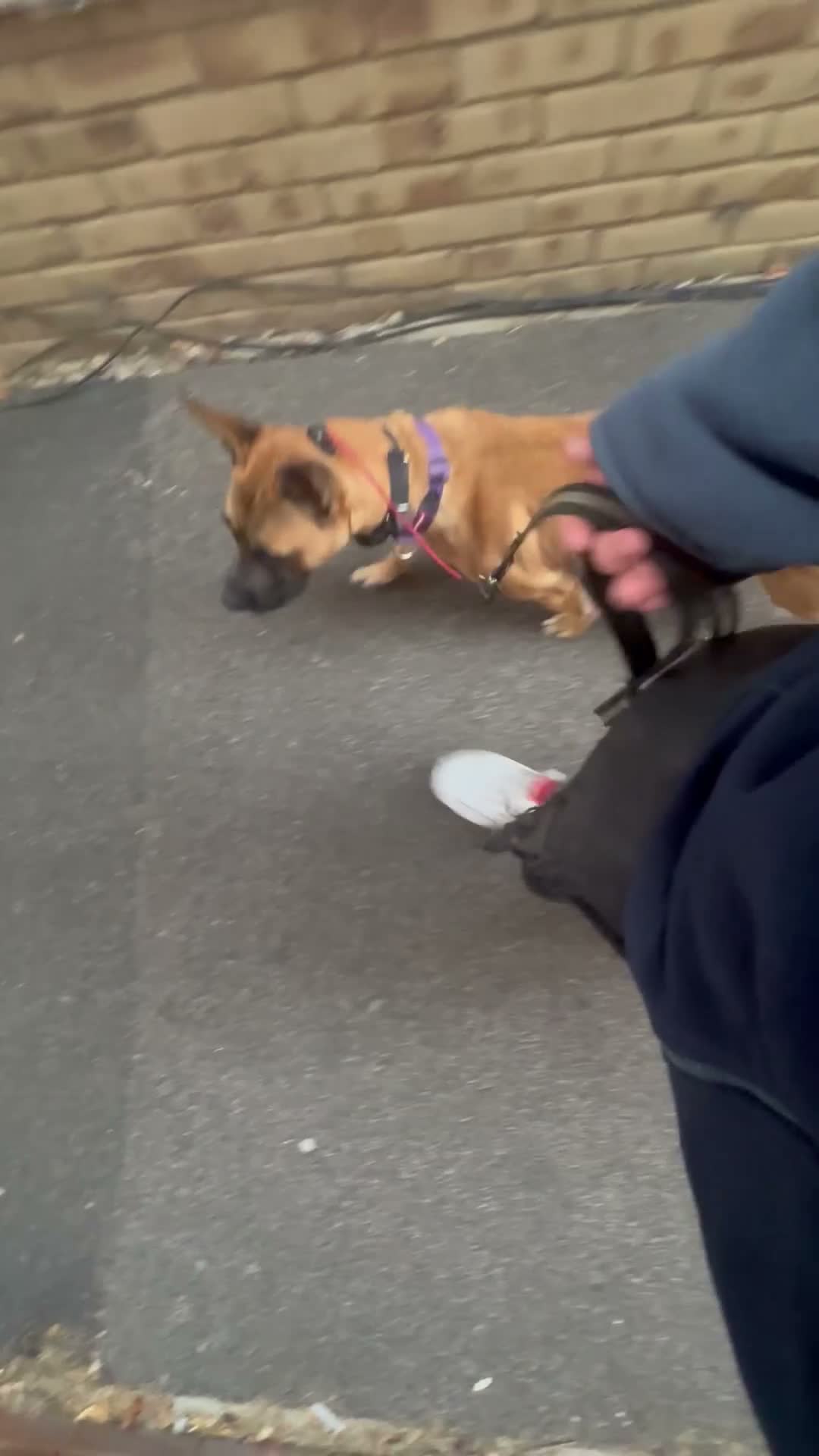 Mixed Breed dogs for sale: Zafina 11 m staffy cross Mali  - Video 1