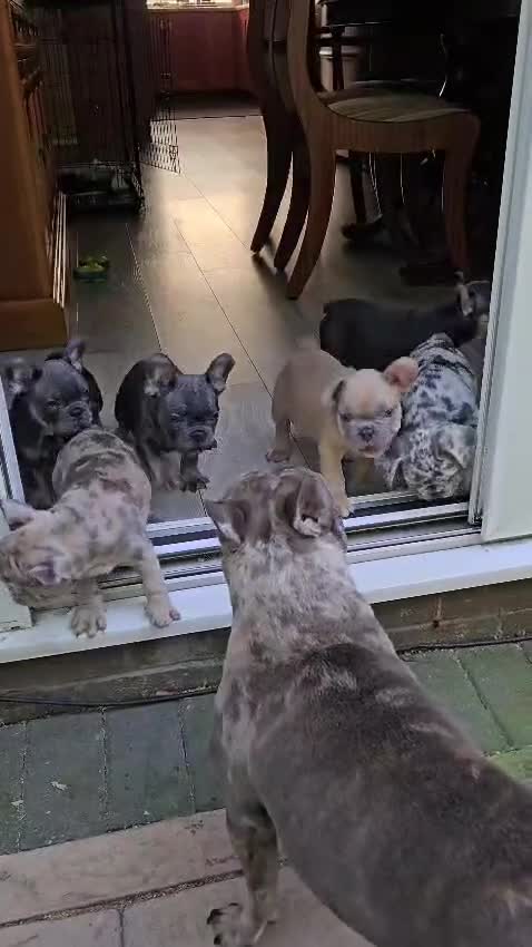 French Bulldog dogs for sale: 🐾French Bulldog Puppies for sale🐾 - Video 2